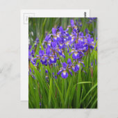 Carte Postale Jardin fleuri d'iris pourpre (Devant / Derrière)