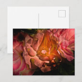 Carte Postale Jardin Fleurs No 40 Version couleur (Devant / Derrière)