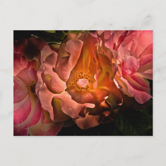 Carte Postale Jardin Fleurs No 40 Version couleur (Devant)