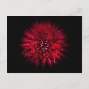 Carte Postale Jardin Fleurs No 45 Version de flux couleur