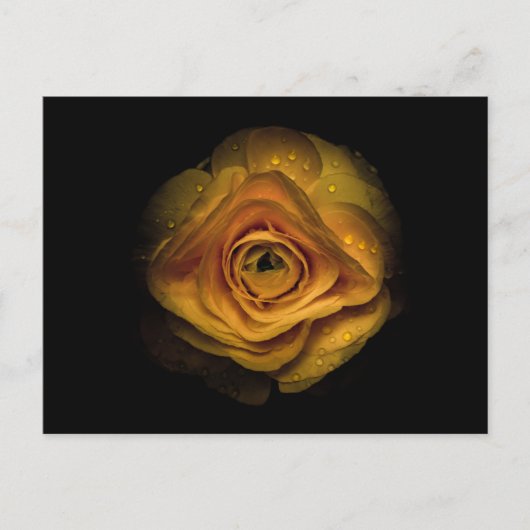 Carte Postale Jardin Fleurs No 74 Version couleur (Devant)