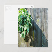 Carte Postale Jardin grange bois et sauge | charme du pays (Devant / Derrière)