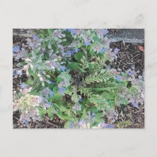 Carte Postale Jardin Herbal de Bourrache Bleue Vibrante en Étoil