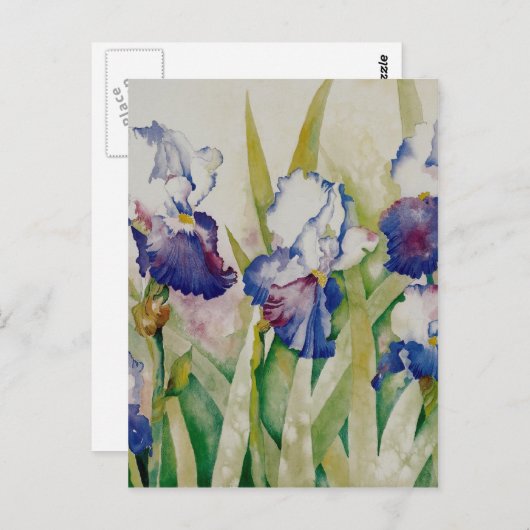 Carte Postale jardin iris 2 (Devant / Derrière)