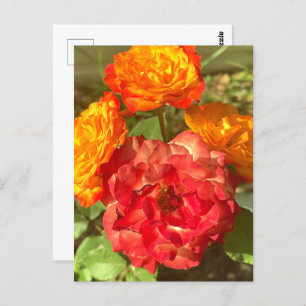Carte Postale Jardin Orange Et Fleur Rouge