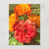 Carte Postale Jardin Orange Et Fleur Rouge (Devant)