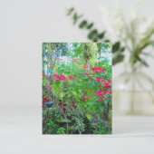 Carte postale Jardin Poinsettia (Debout devant)