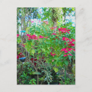 Carte postale Jardin Poinsettia