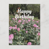 Carte postale Jardin Roses roses Anniversaires (Devant)