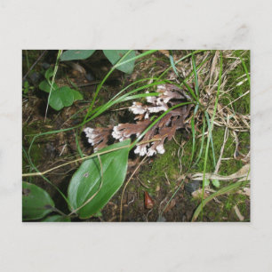 Carte Postale Jardin Secret Woodland