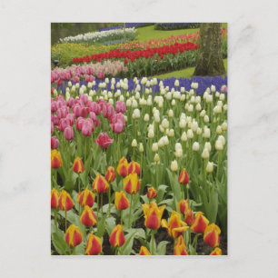 Carte Postale Jardin Tulip et jacinthe, Jardins de Keukenhof,