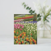 Carte Postale Jardin Tulip et jacinthe, Jardins de Keukenhof, (Debout devant)