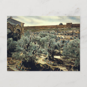 Carte Postale Jardin vintage de Gethsémani Jérusalem Israël