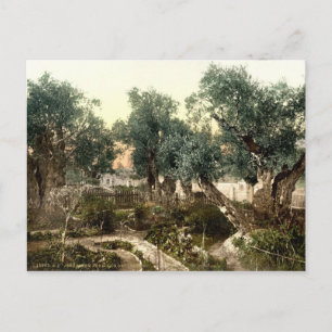 Carte Postale Jardin vintage de Gethsémani Jérusalem Israël 1890