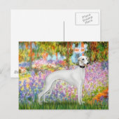 Carte Postale Jardin - Whippet 11b (Devant / Derrière)