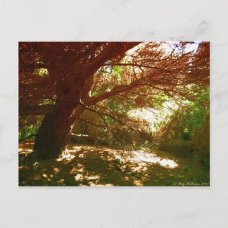 Carte Postale Jardins botaniques