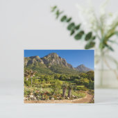 Carte Postale Jardins botaniques de Kirstenbosch, Cap (Debout devant)