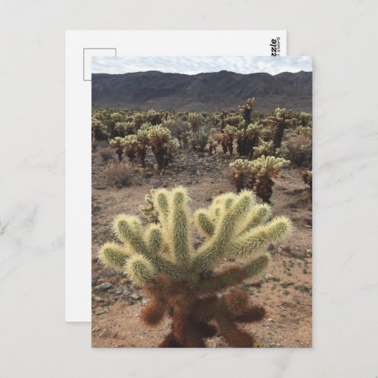 Carte Postale Jardins de Cholla Joshua Tree National Park (Devant / Derrière)