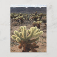 Jardins de Cholla Joshua Tree National Park