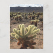 Carte Postale Jardins de Cholla Joshua Tree National Park (Devant)