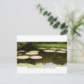 Carte Postale Jardins de Kanapaha - Gainesville 001 (Debout devant)