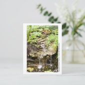 Carte Postale Jardins de Kanapaha - Gainesville 002 (Debout devant)