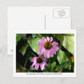 Carte Postale Jardins de Kanapaha - Gainesville 008 (Devant / Derrière)