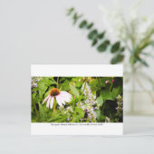 Carte Postale Jardins de Kanapaha - Gainesville 013 (Debout devant)