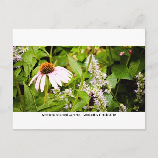 Carte Postale Jardins de Kanapaha - Gainesville 013 (Devant)