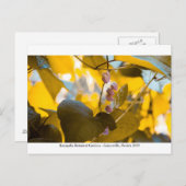 Carte Postale Jardins de Kanapaha - Gainesville 015 (Devant / Derrière)