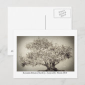 Carte Postale Jardins de Kanapaha - Gainesville 017 (Devant / Derrière)