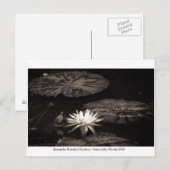 Carte Postale Jardins de Kanapaha - Gainesville 019 (Devant / Derrière)