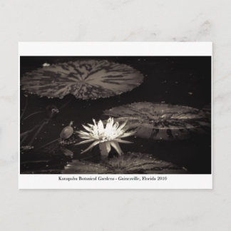 Carte Postale Jardins de Kanapaha - Gainesville 019