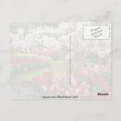 Carte Postale Jardins de Keukenhof à Lisse, au sud d'Amster (Dos)