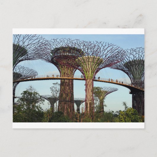 Carte Postale Jardins de la baie Singapore Supertree Grove (Devant)