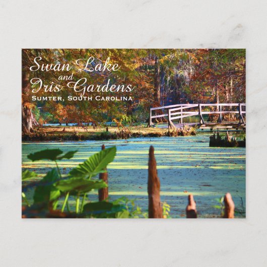 Carte Postale Jardins de Swan Lake Iris, Sumter, Caroline du Sud (Devant)