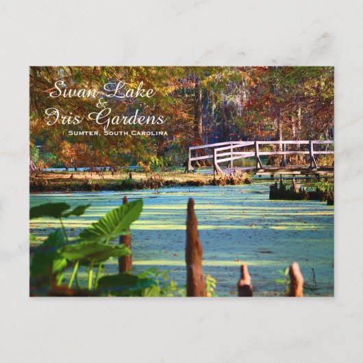 Carte Postale Jardins de Swan Lake Iris, Sumter, Caroline du Sud (Devant)