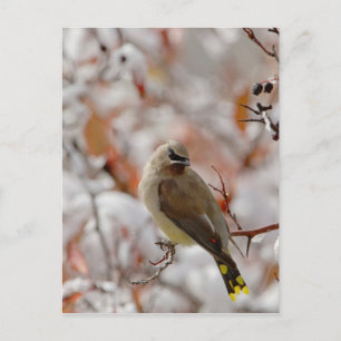 Carte Postale Jaseur d'Amérique adulte sur aubépine avec neige,