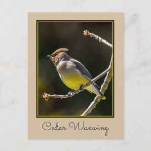 Carte Postale Jaseur d'Amérique Passereau Photo d'Oiseau Sauvage