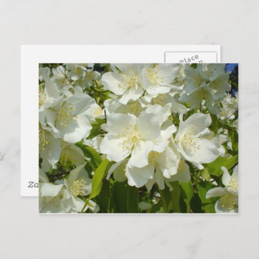 Carte postale : Jasmine (Devant / Derrière)