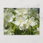 Carte postale : Jasmine (Devant)