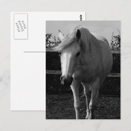 Carte Postale Jasmine (Devant / Derrière)