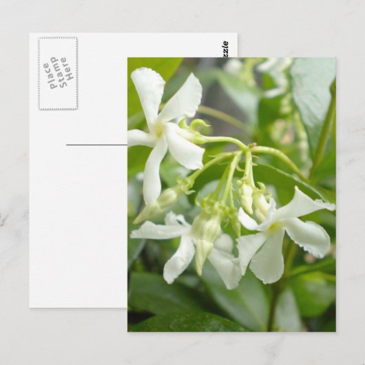Carte Postale Jasmine (Devant / Derrière)