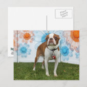 Carte Postale Jasmine - Boston Terrier (Devant / Derrière)