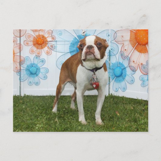 Carte Postale Jasmine - Boston Terrier (Devant)