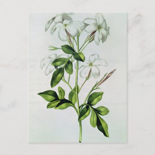 Carte Postale Jasmine, de 'La Guirlande de Julie' (Devant)