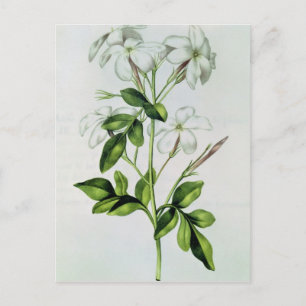 Carte Postale Jasmine, de 'La Guirlande de Julie'