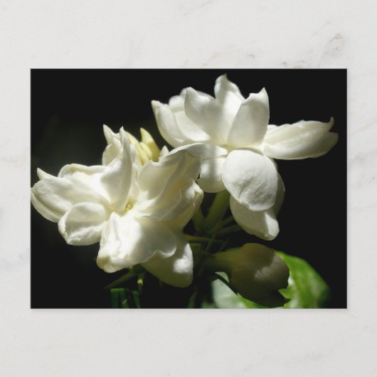 Carte Postale Jasmine pure (Devant)