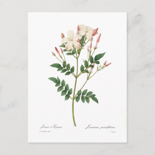 Carte Postale Jasminum grandiflorum (Devant)