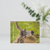 Carte postale Jasper (Debout devant)